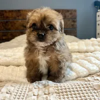 Sasha, a female Pomeranian and Shih Tzu for sale in Chesterfield, MI – 5 of 6
