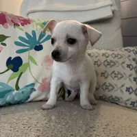 Stanley , a male Chihuahua for sale in Chesterfield, MI – Photo 5 of 6