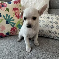 Stanley , a male Chihuahua for sale in Chesterfield, MI – Photo 2 of 6