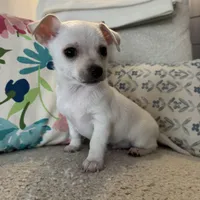 Stanley , a male Chihuahua for sale in Chesterfield, MI – Photo 6 of 6