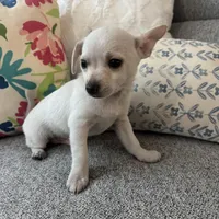 Stanley , a male Chihuahua for sale in Chesterfield, MI – Photo 3 of 6