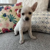 Stanley , a male Chihuahua for sale in Chesterfield, MI – Photo 4 of 6