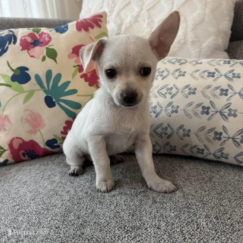 Stanley  – Chihuahua puppy for sale in Chesterfield, MI