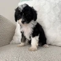 Garth, a male Miniature Aussiedoodle for sale in Chesterfield, MI – 5 of 5