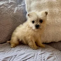 Honey , a male Shih Tzu and Yorkshire Terrier for sale in Chesterfield, MI – Photo 2 of 3