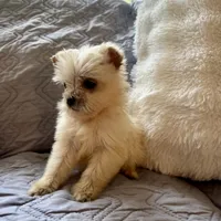Honey , a male Shih Tzu and Yorkshire Terrier for sale in Chesterfield, MI – Photo 3 of 3