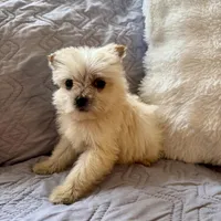 Honey , a male Shih Tzu and Yorkshire Terrier for sale in Chesterfield, MI – Photo 1 of 3