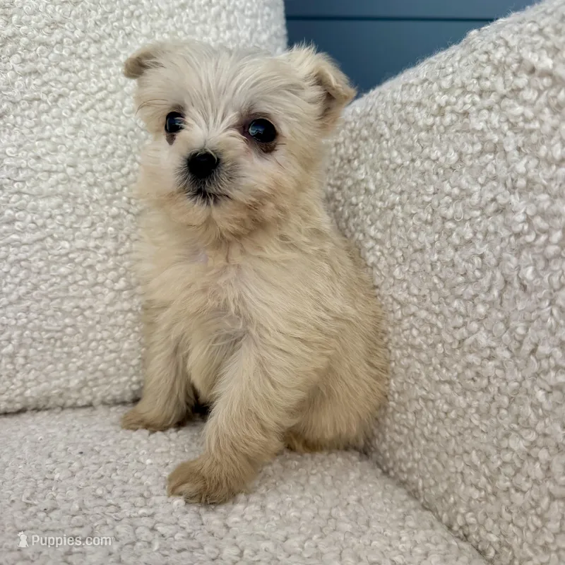 Honey  – Shih Tzu, Yorkshire Terrier puppy for sale in Chesterfield, MI