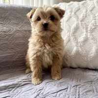 Benny , a male Shih Tzu and Yorkshire Terrier for sale in Chesterfield, MI – 1 of 4