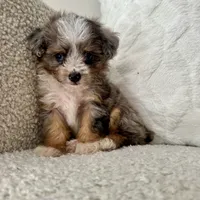 Kenny, a male Miniature Aussiedoodle for sale in Chesterfield, MI – 7 of 7