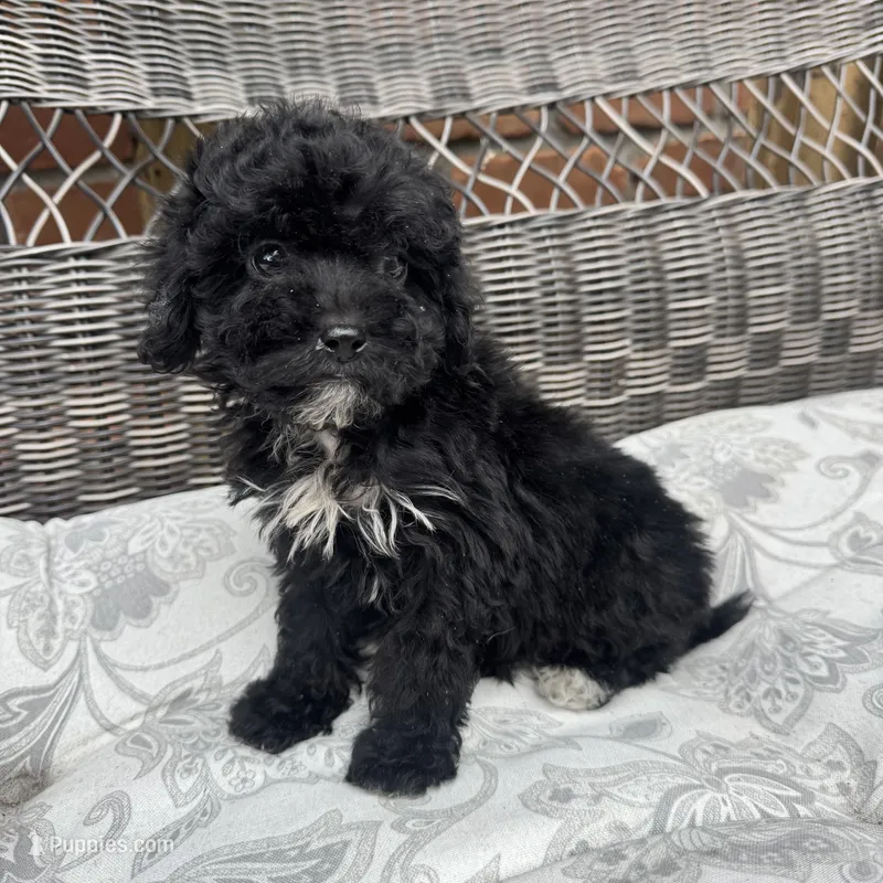 Carly – Poodle - Miniature  puppy for sale in Chesterfield, MI