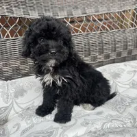 Carly, a female Poodle - Miniature  for sale in Chesterfield, MI – 1 of 7