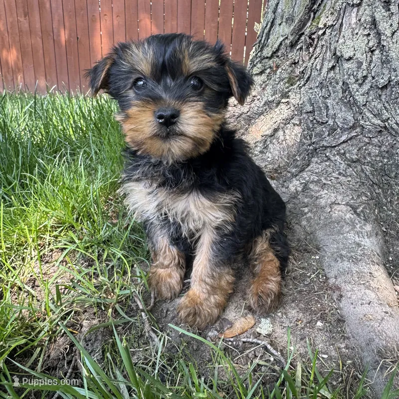 Tanner  – Yorkshire Terrier puppy for sale in Chesterfield, MI
