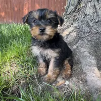 Tanner , a male Yorkshire Terrier for sale in Chesterfield, MI – 1 of 6