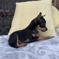 Brenda, a female Chihuahua for sale in Chesterfield, MI – 4 of 5