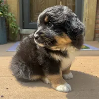 Chandler , a male Miniature Australian Shepherd for sale in Chesterfield, MI – 4 of 6