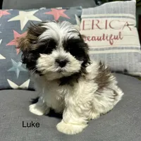 Luke , a male Bichon Frise and Shih Tzu for sale in Chesterfield, MI – 1 of 6