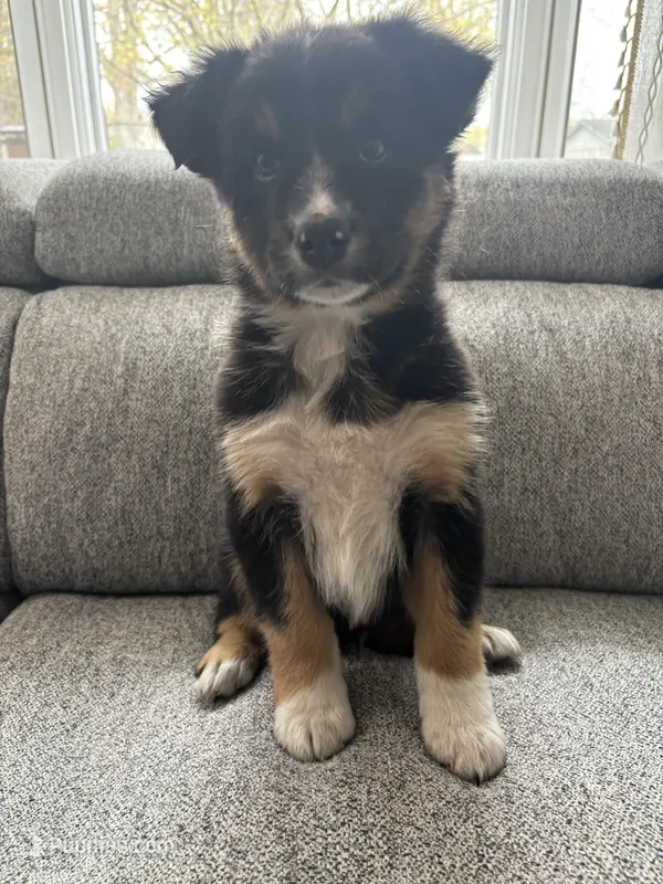George – Australian Shepherd puppy for sale in Chesterfield, MI