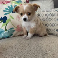 Chester, a male Chihuahua for sale in Chesterfield, MI – Photo 3 of 3