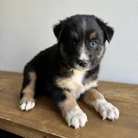 George, a male Australian Shepherd for sale in Chesterfield, MI – Photo 1 of 2