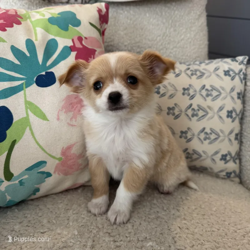 Chester – Chihuahua puppy for sale in Chesterfield, MI