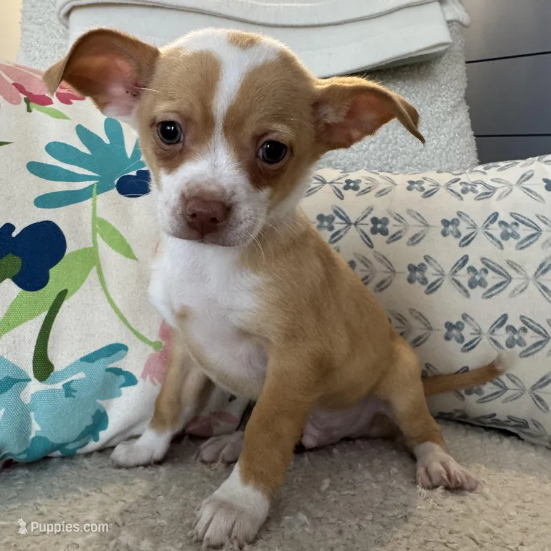 billy  – Chihuahua puppy for sale in Chesterfield, MI