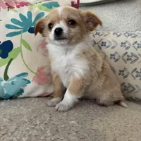 Chester, a male Chihuahua for sale in Chesterfield, MI – Photo 2 of 3