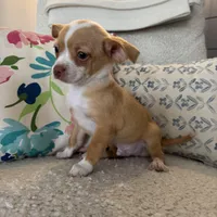 billy , a male Chihuahua for sale in Chesterfield, MI – Photo 4 of 4