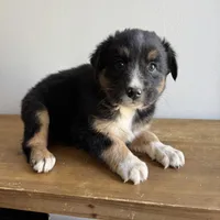 George, a male Australian Shepherd for sale in Chesterfield, MI – Photo 2 of 2