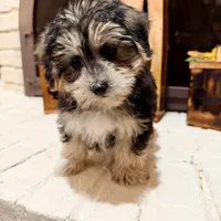 Greg, a male Morkie for sale in Macomb, MI – 5 of 8
