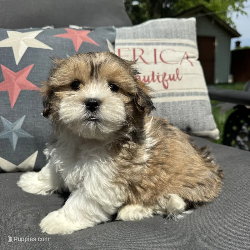 Henry  – Bichon Frise, Shih Tzu puppy for sale in Chesterfield, MI