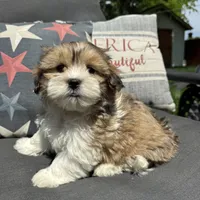 Henry , a male Bichon Frise and Shih Tzu for sale in Chesterfield, MI – 1 of 6