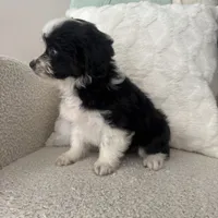 Alan, a male Miniature Aussiedoodle for sale in Chesterfield, MI – 4 of 7