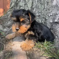 Teddy, a male Yorkshire Terrier for sale in Chesterfield, MI – 6 of 6