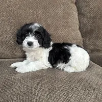 Tony, a male Havapoo for sale in Chesterfield, MI – 7 of 8