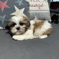 Stew , a male Shichon for sale in Chesterfield, MI – 5 of 6