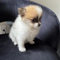 Tina , a female Pomeranian for sale in Chesterfield, MI – 3 of 6