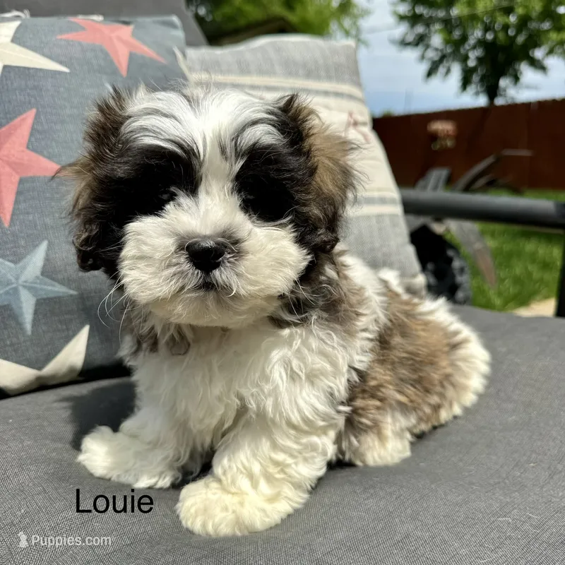 Louie  – Bichon Frise, Shih Tzu puppy for sale in Chesterfield, MI