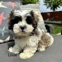 Louie , a male Bichon Frise and Shih Tzu for sale in Chesterfield, MI – 1 of 5