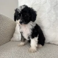 Garth, a male Miniature Aussiedoodle for sale in Chesterfield, MI – 4 of 5