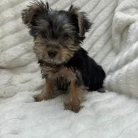 Vinny, a male Yorkshire Terrier for sale in Chesterfield, MI – 2 of 6