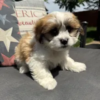 Beau, a male Shichon for sale in Chesterfield, MI – 4 of 5