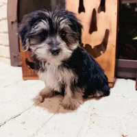 Bridgette, a female Morkie for sale in Macomb, MI – 1 of 6