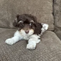 Paulie, a male Havapoo for sale in Chesterfield, MI – 3 of 6