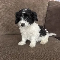 Tony, a male Havapoo for sale in Chesterfield, MI – 8 of 8