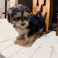 Greg, a male Morkie for sale in Macomb, MI – 7 of 8