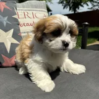 Beau, a male Shichon for sale in Chesterfield, MI – 3 of 5