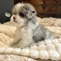 Oscar, a male Pomeranian and Shih Tzu for sale in Chesterfield, MI – 2 of 10
