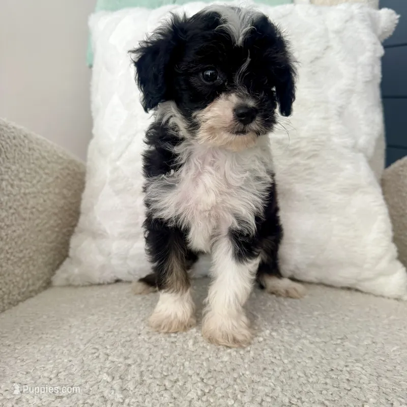 Garth – Miniature Aussiedoodle puppy for sale in Chesterfield, MI
