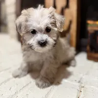 Dexter, a male Maltese and Yorkshire Terrier for sale in Macomb, MI – 2 of 8